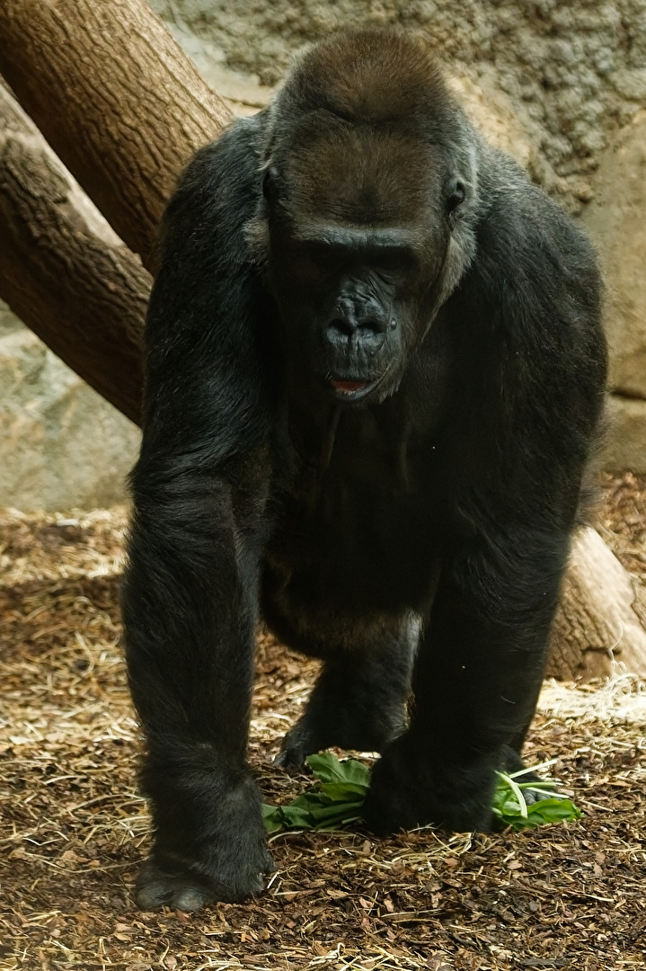 Gorilla