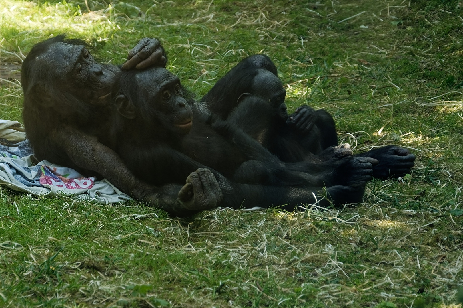 Bonobo's