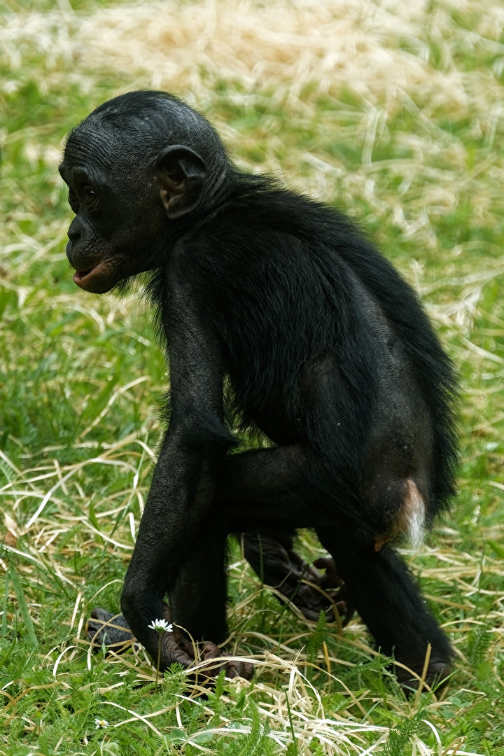 junger Bonobo