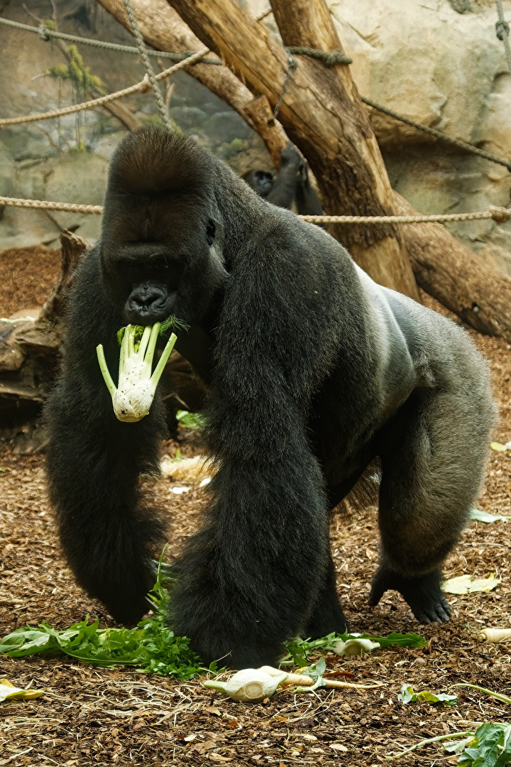 Gorilla