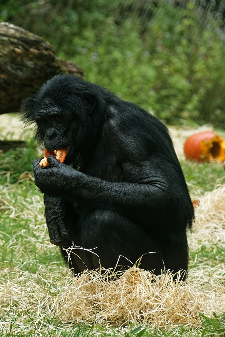 Bonobo