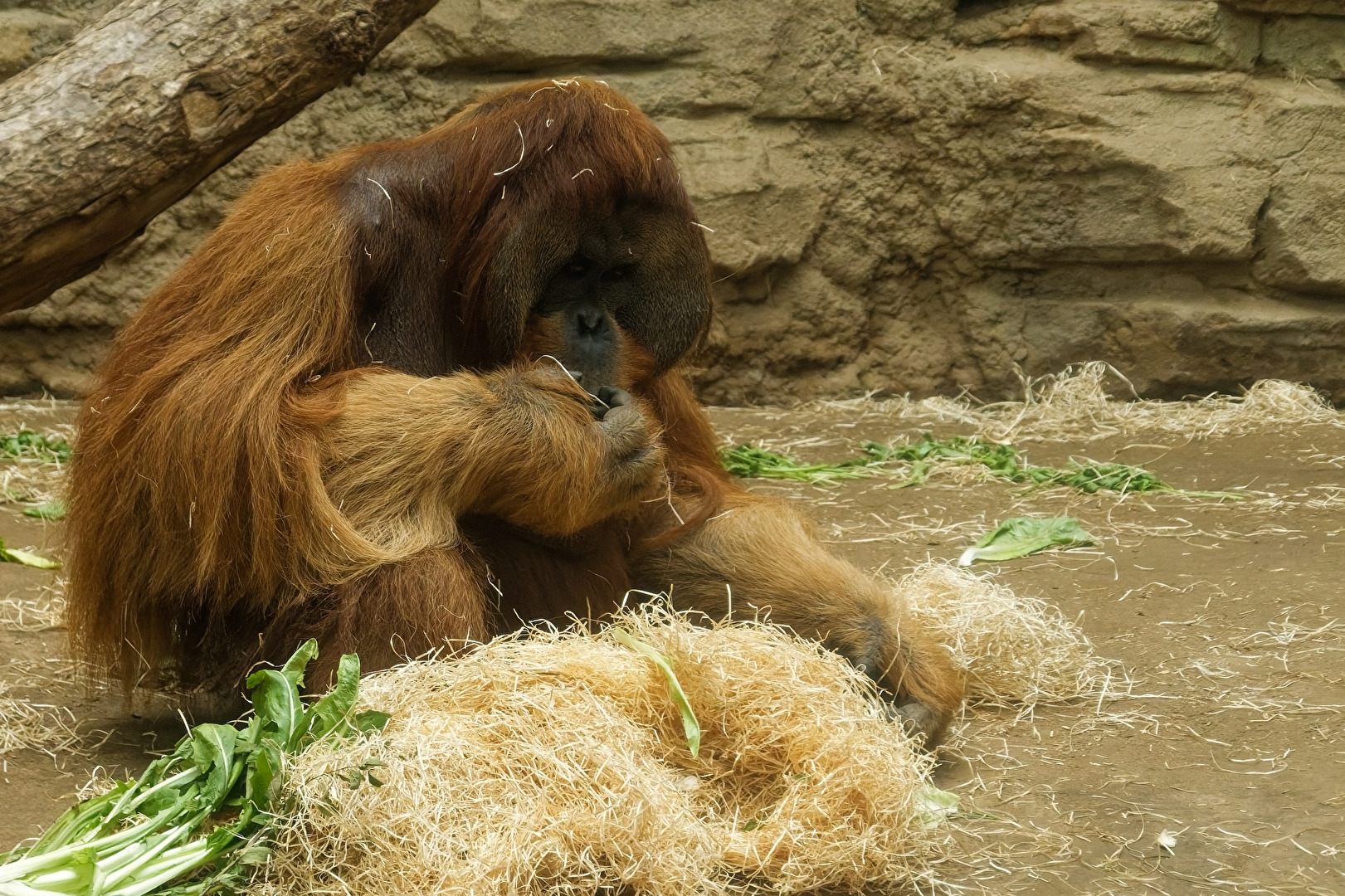 Orang-Utan