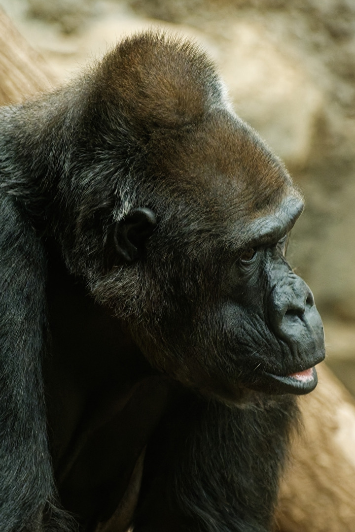 Gorilla