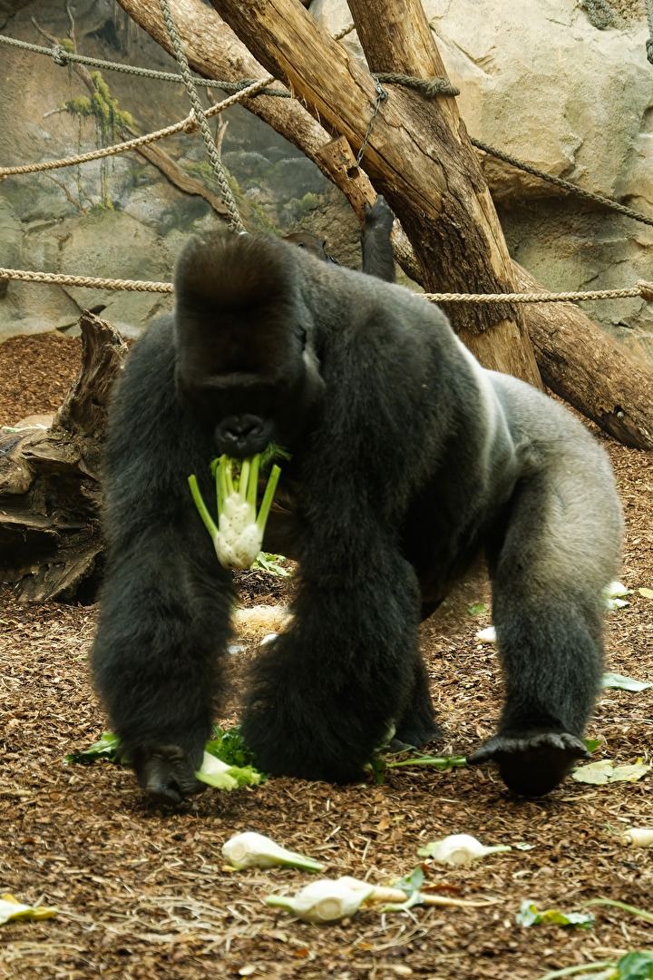 Gorilla