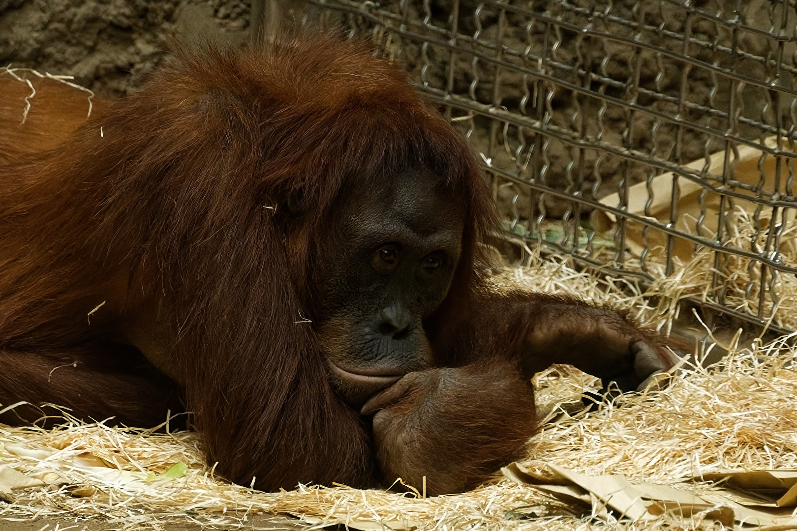 Orang-Utan