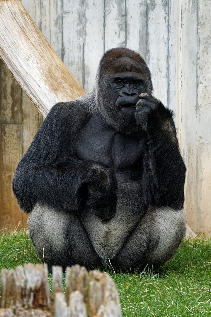 Gorilla