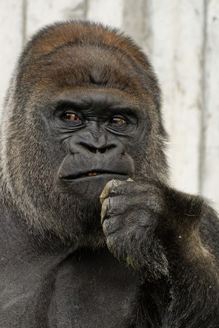 Gorilla