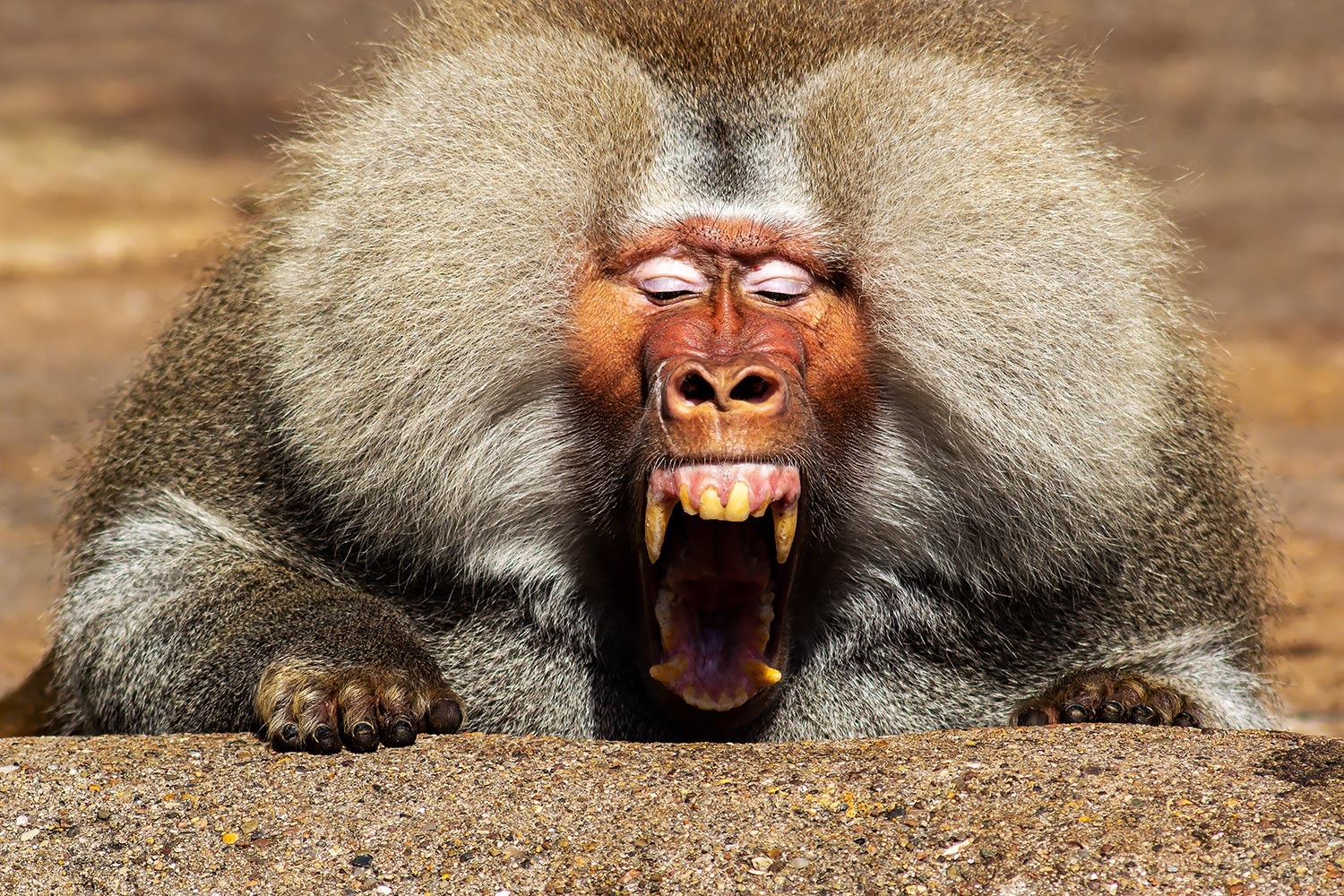 Heee du Affe !!
