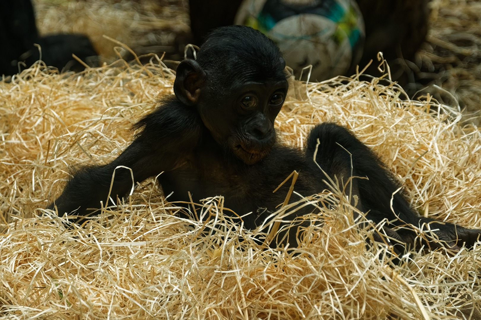junger Bonobo