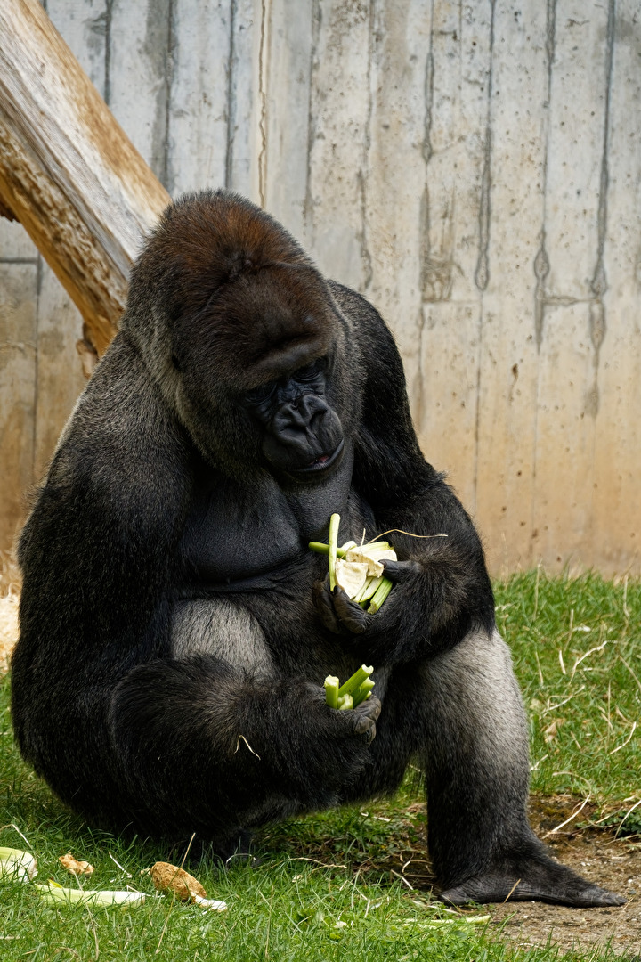 Gorilla