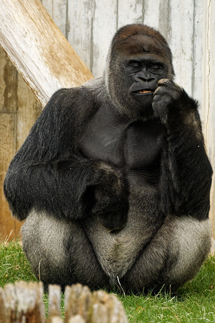 Gorilla