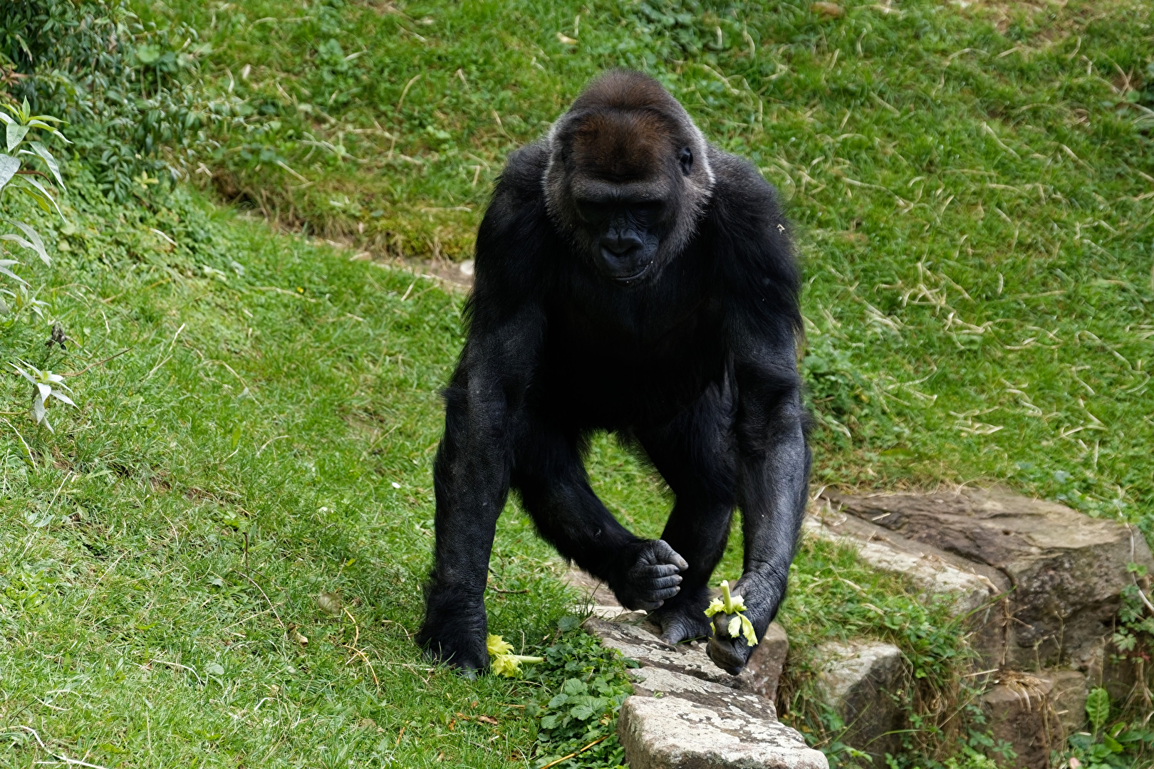 Gorilla