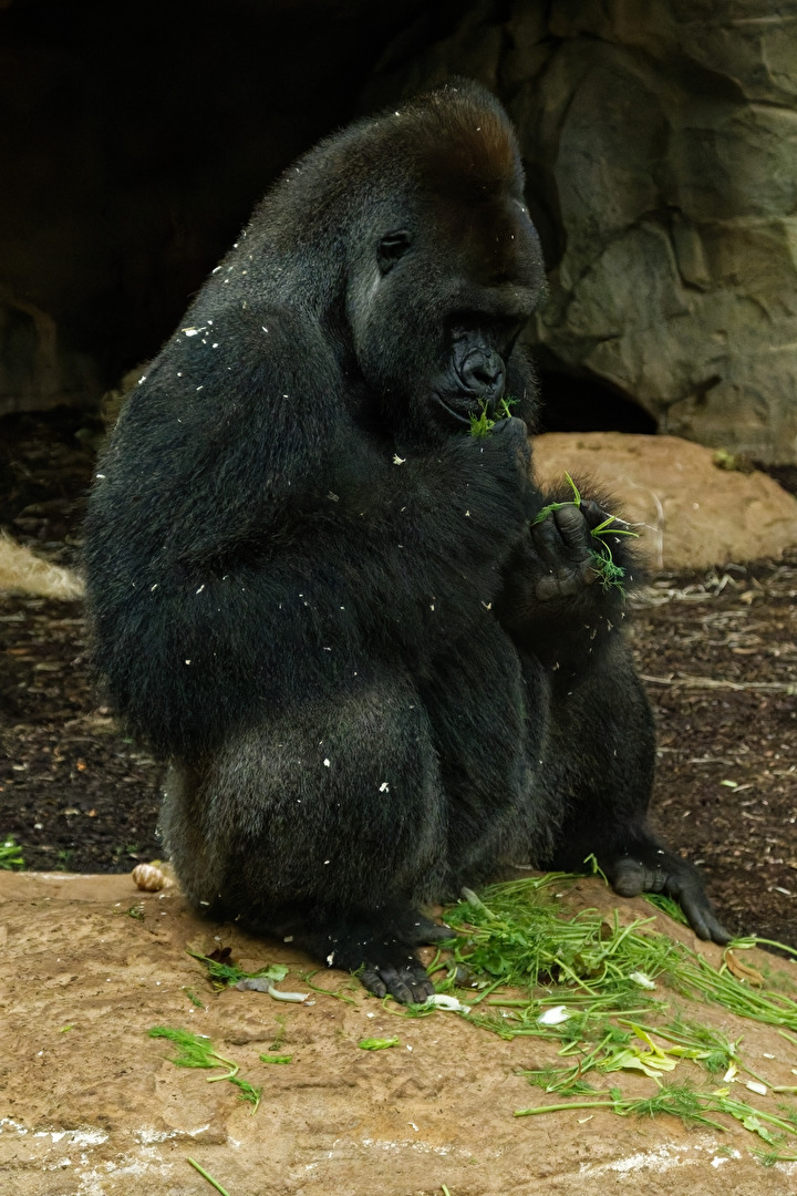 Gorilla