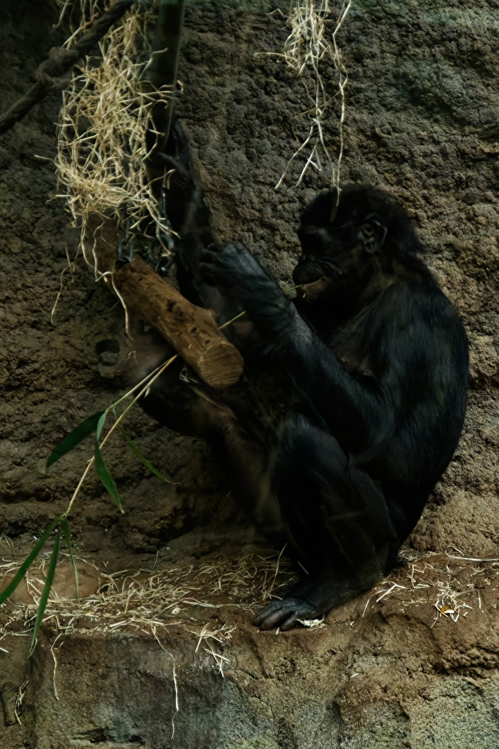 Bonobo