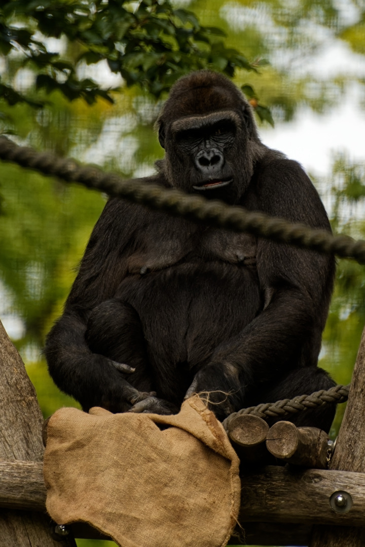 Gorilla