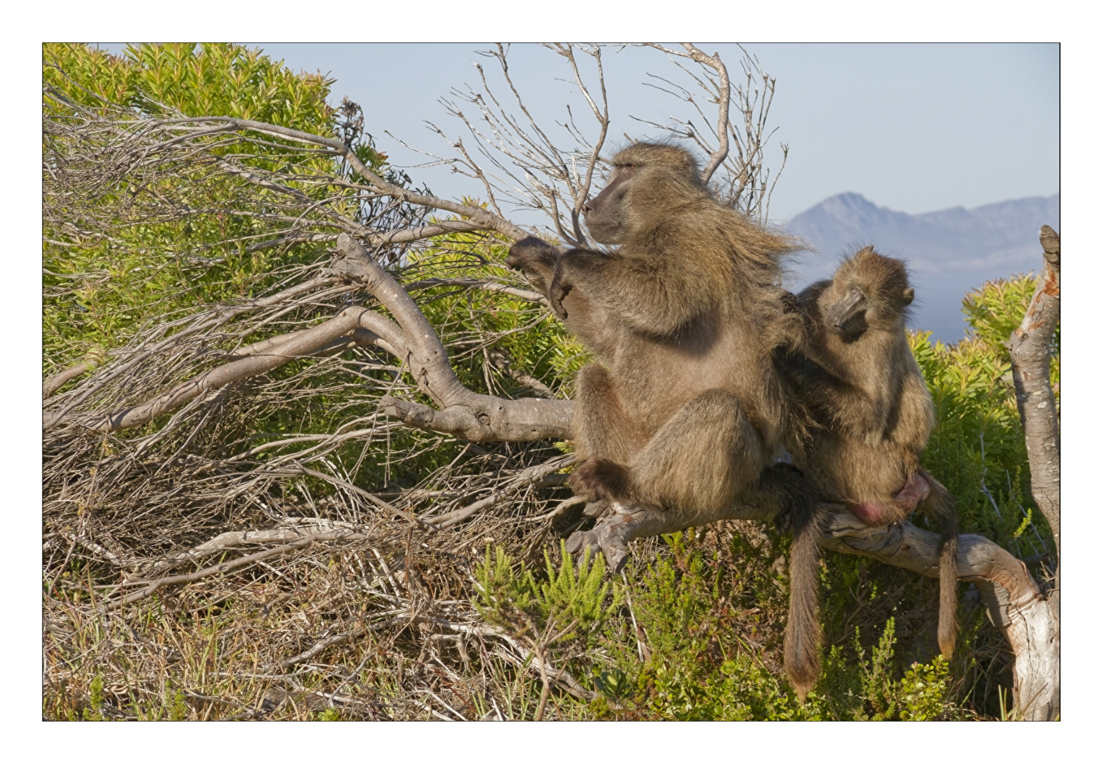 da laust mich doch der Affe ...