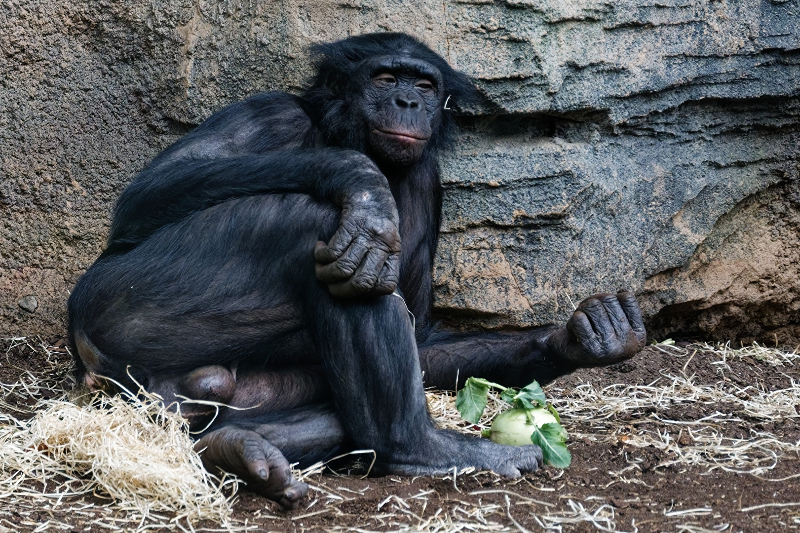 Bonobo