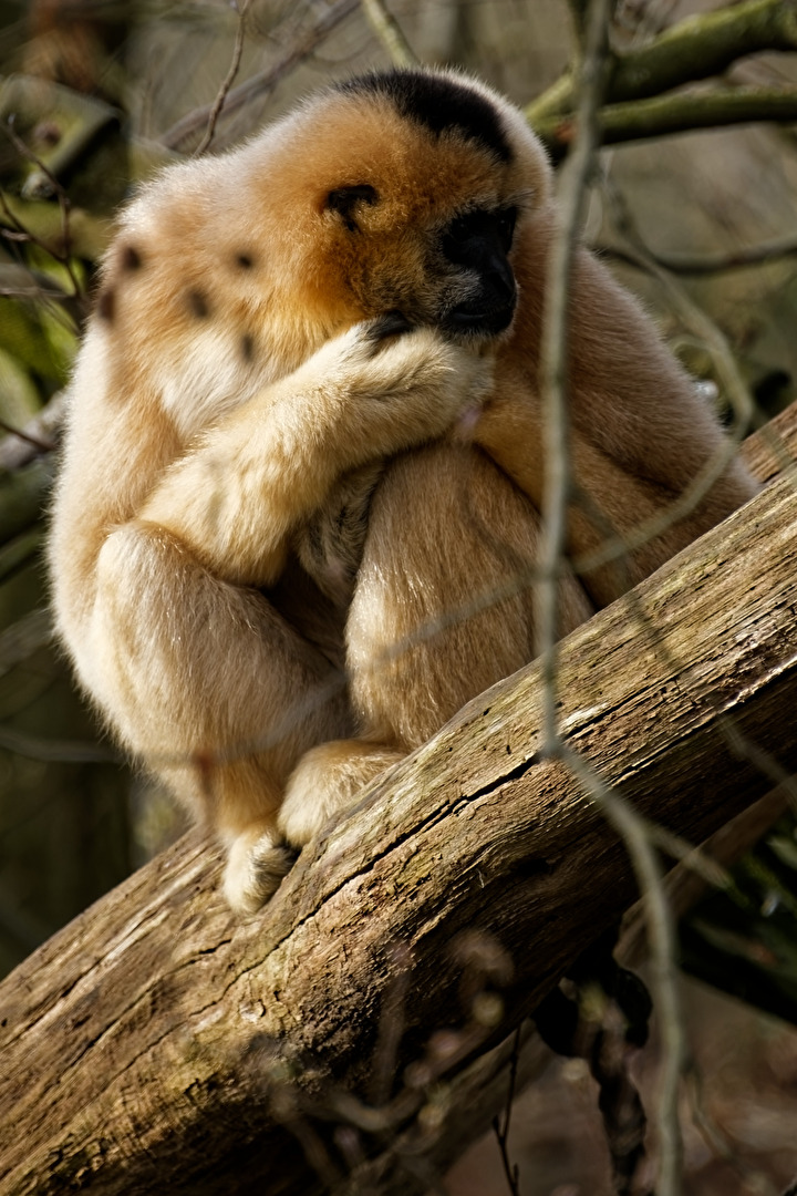 Gibbon
