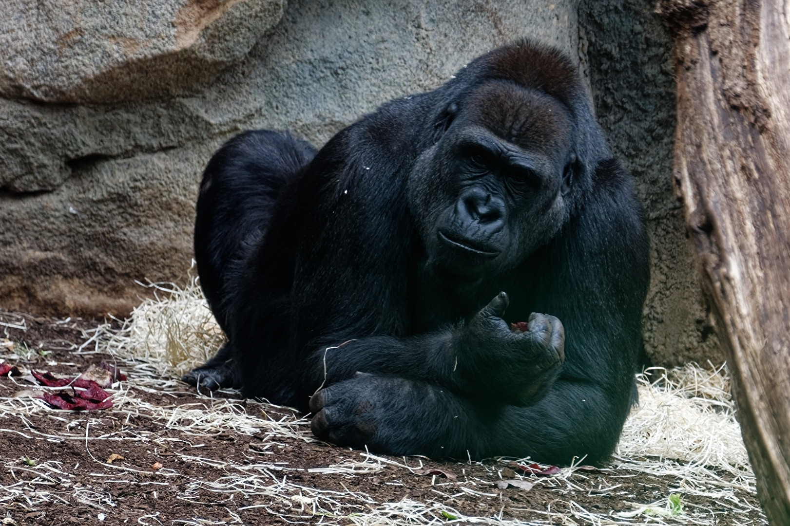 Gorilla