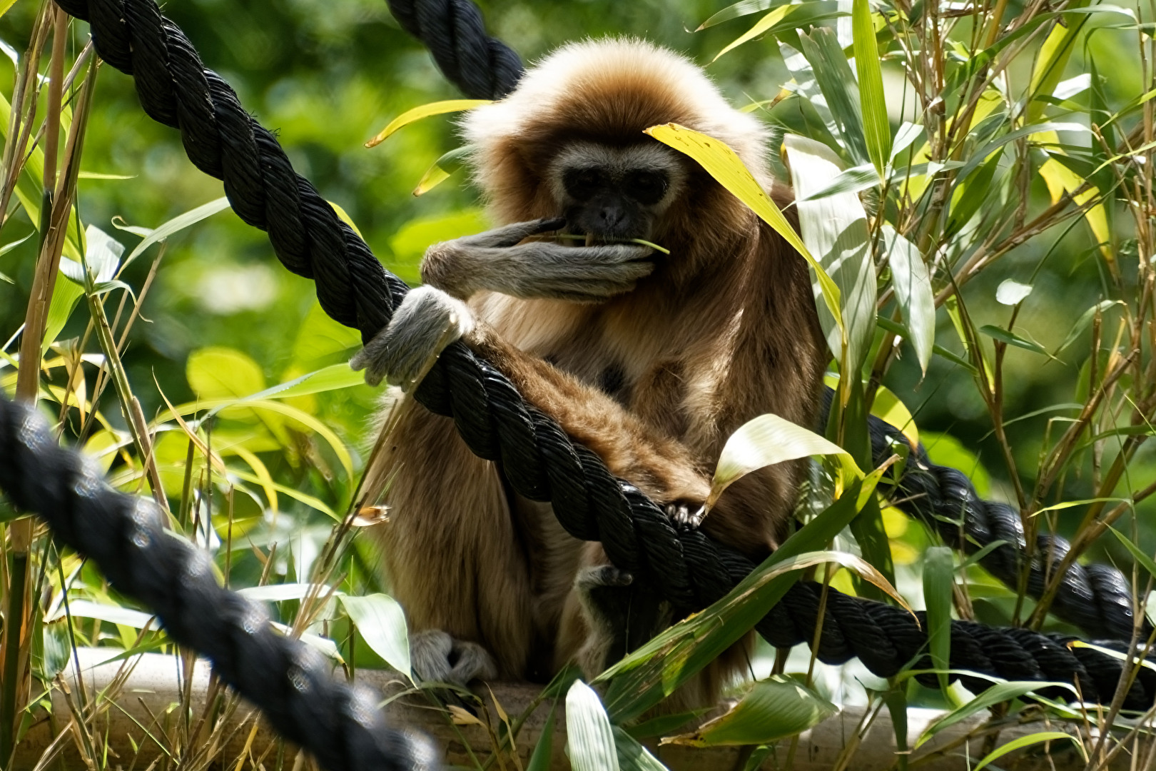 Gibbon