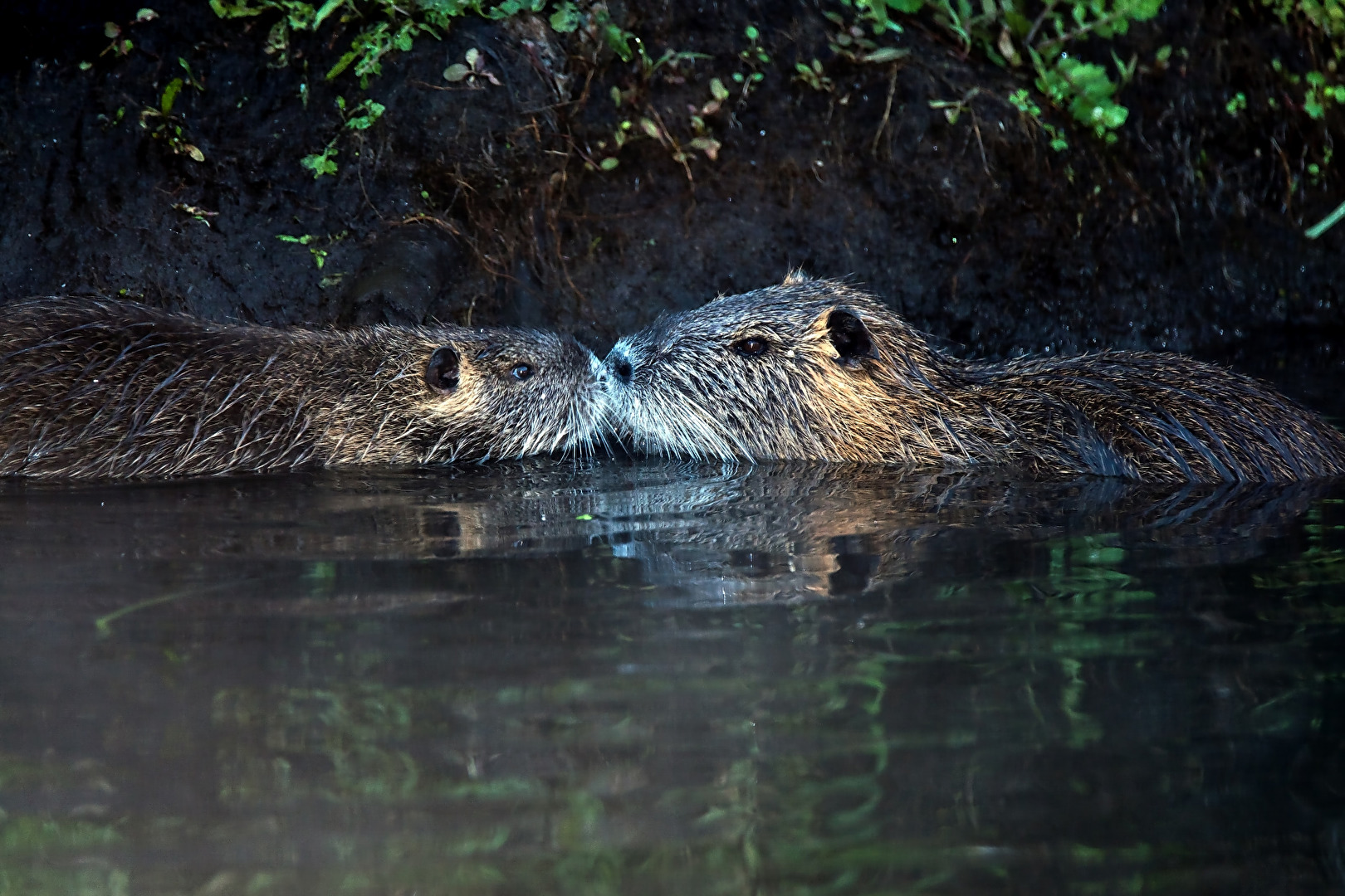 Nutria