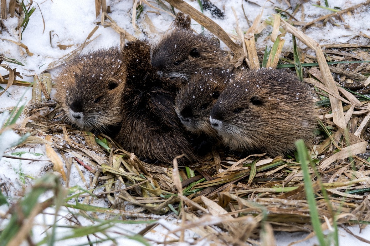 Nutria