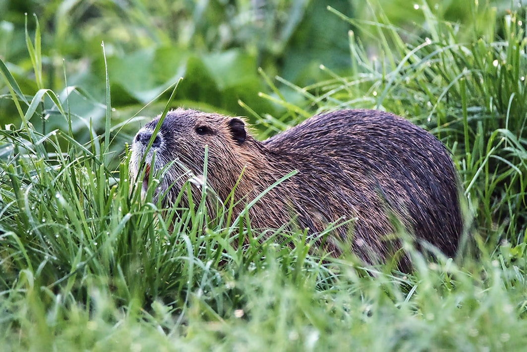 Nutria