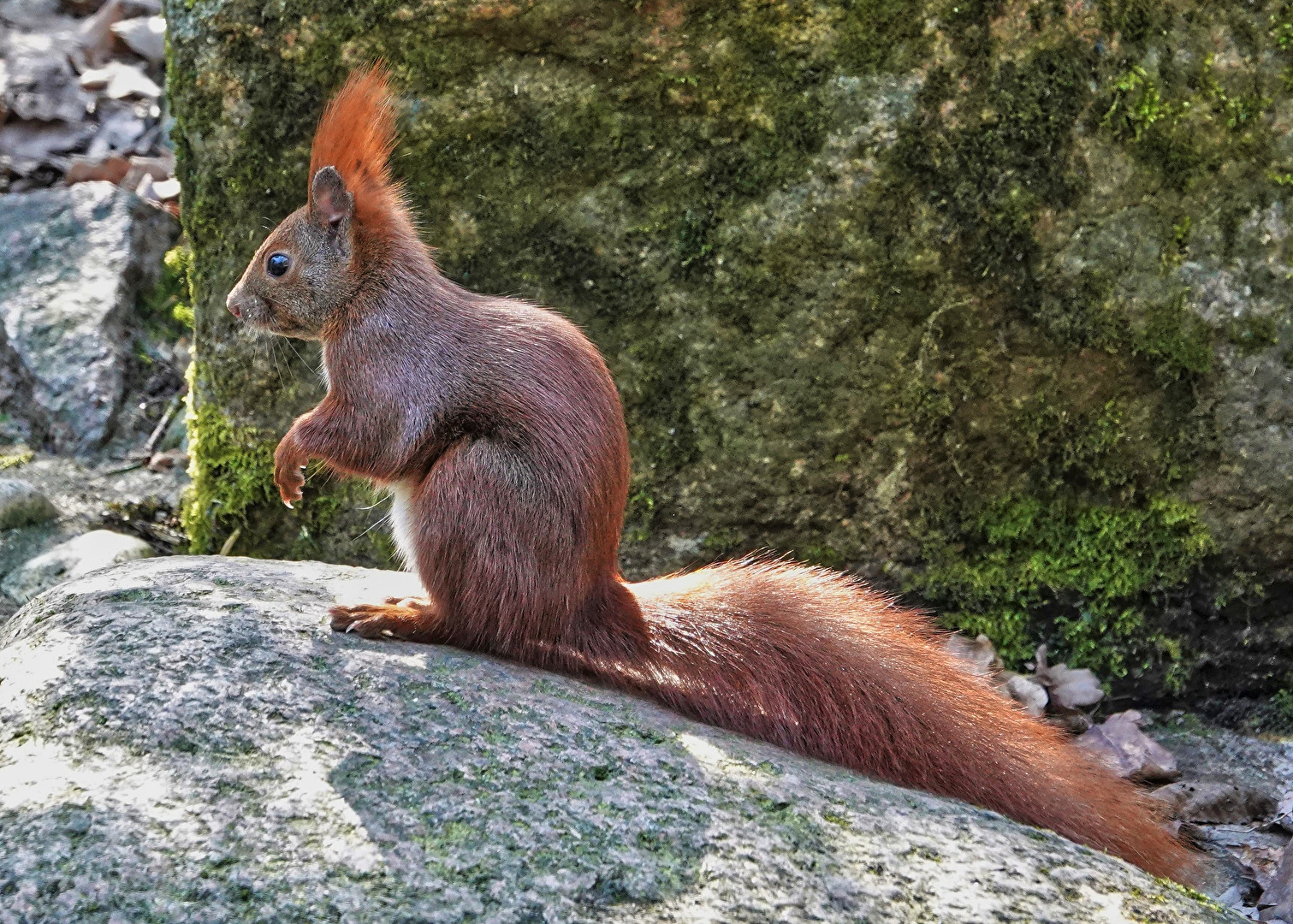 Eichhörnchen auf Fels