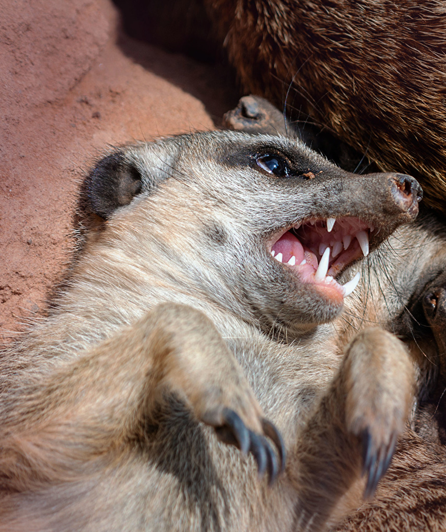 Erdmännchen Zoo Neunkirchen