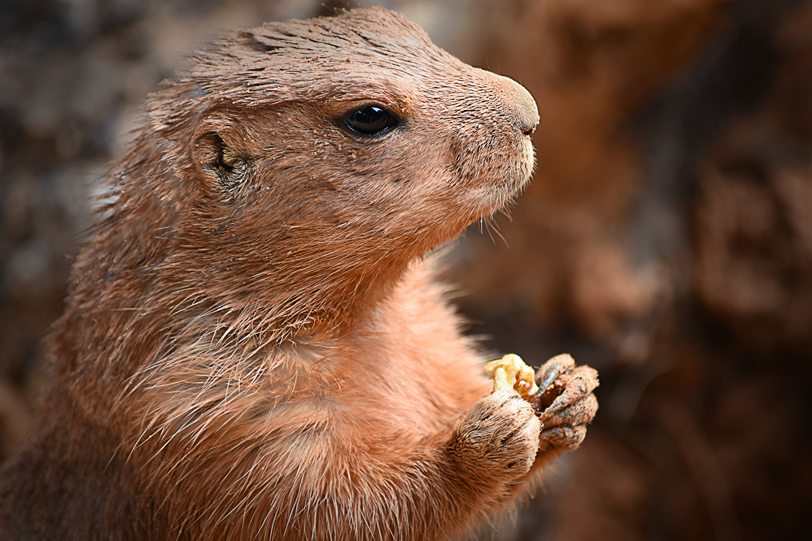 Prärie Hund Zoo Anméville (F)