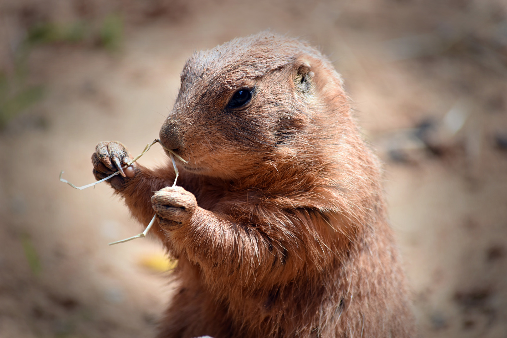 Nagetiere & Hasenartige