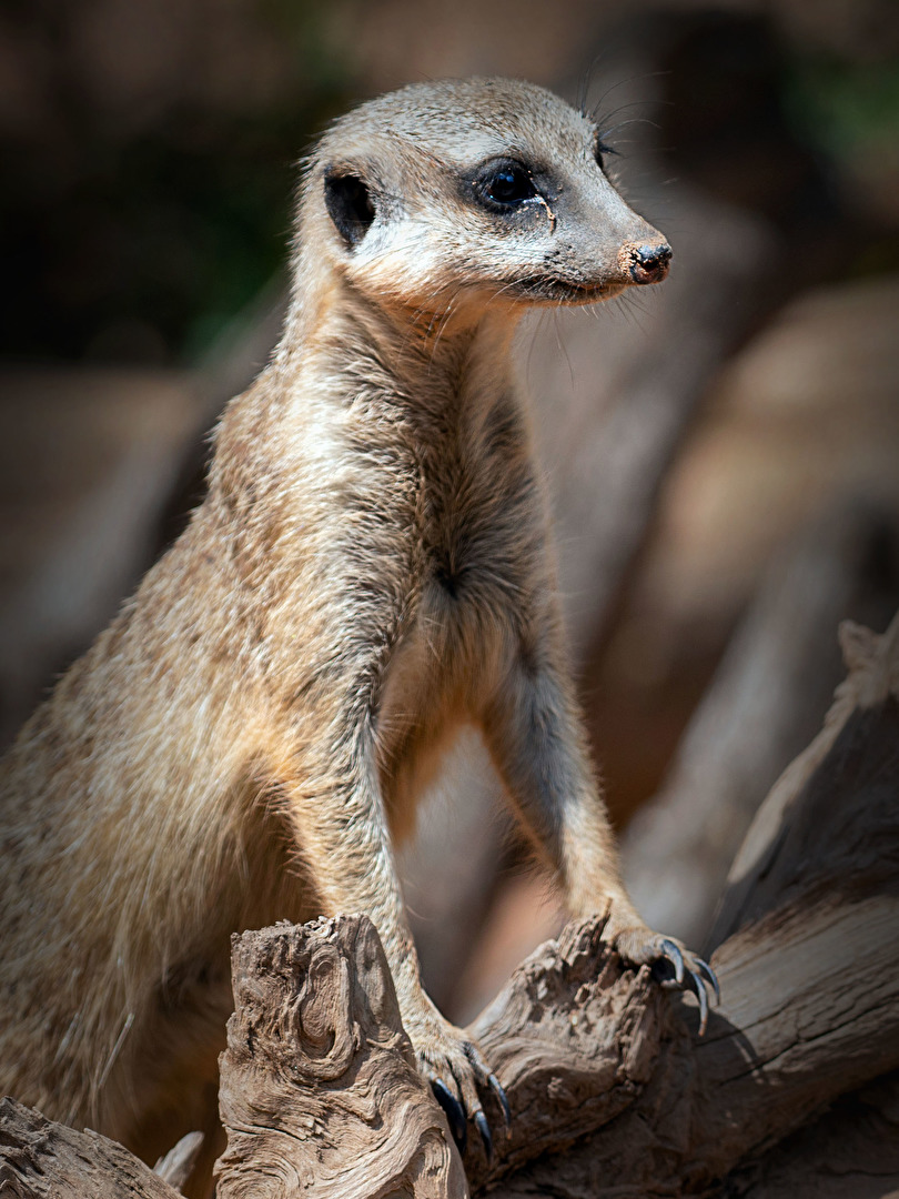 Erdmännchen Zoo Neunkirchen ( Saar )