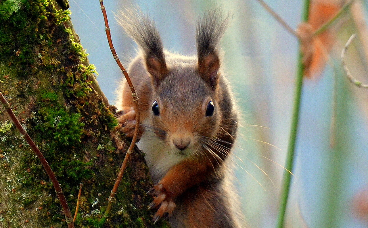 Was guckst du