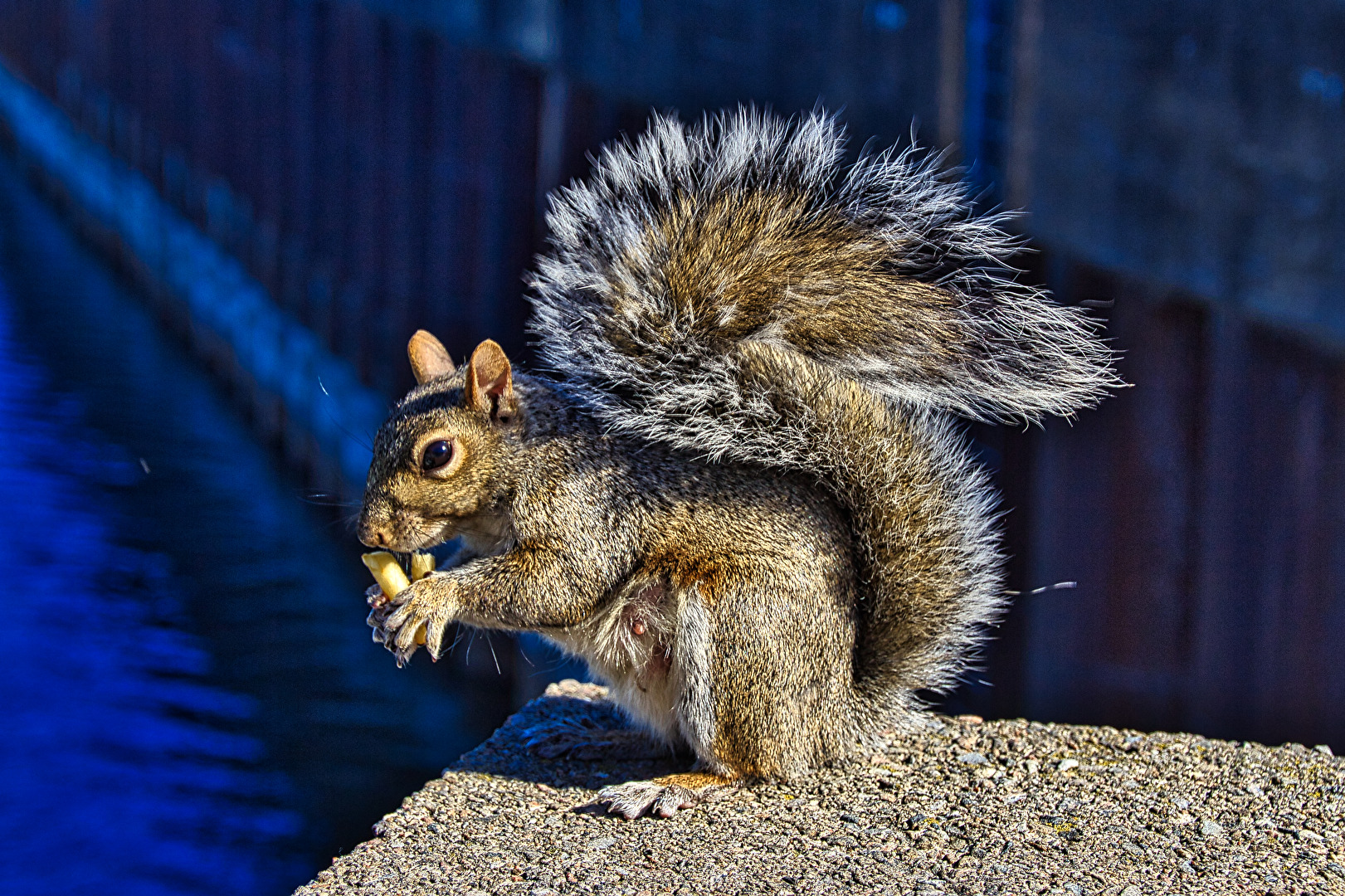 Noch ein Eichhörnchen.