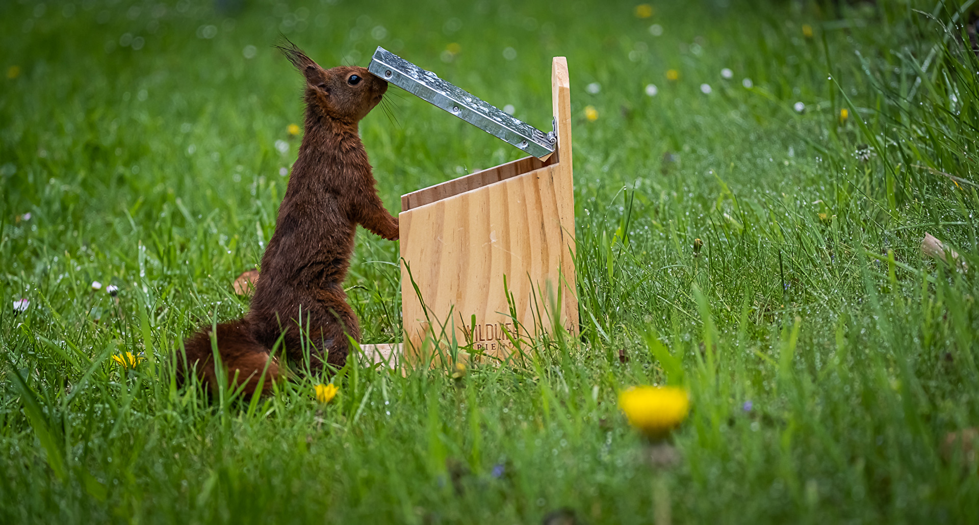 Nagetiere & Hasenartige