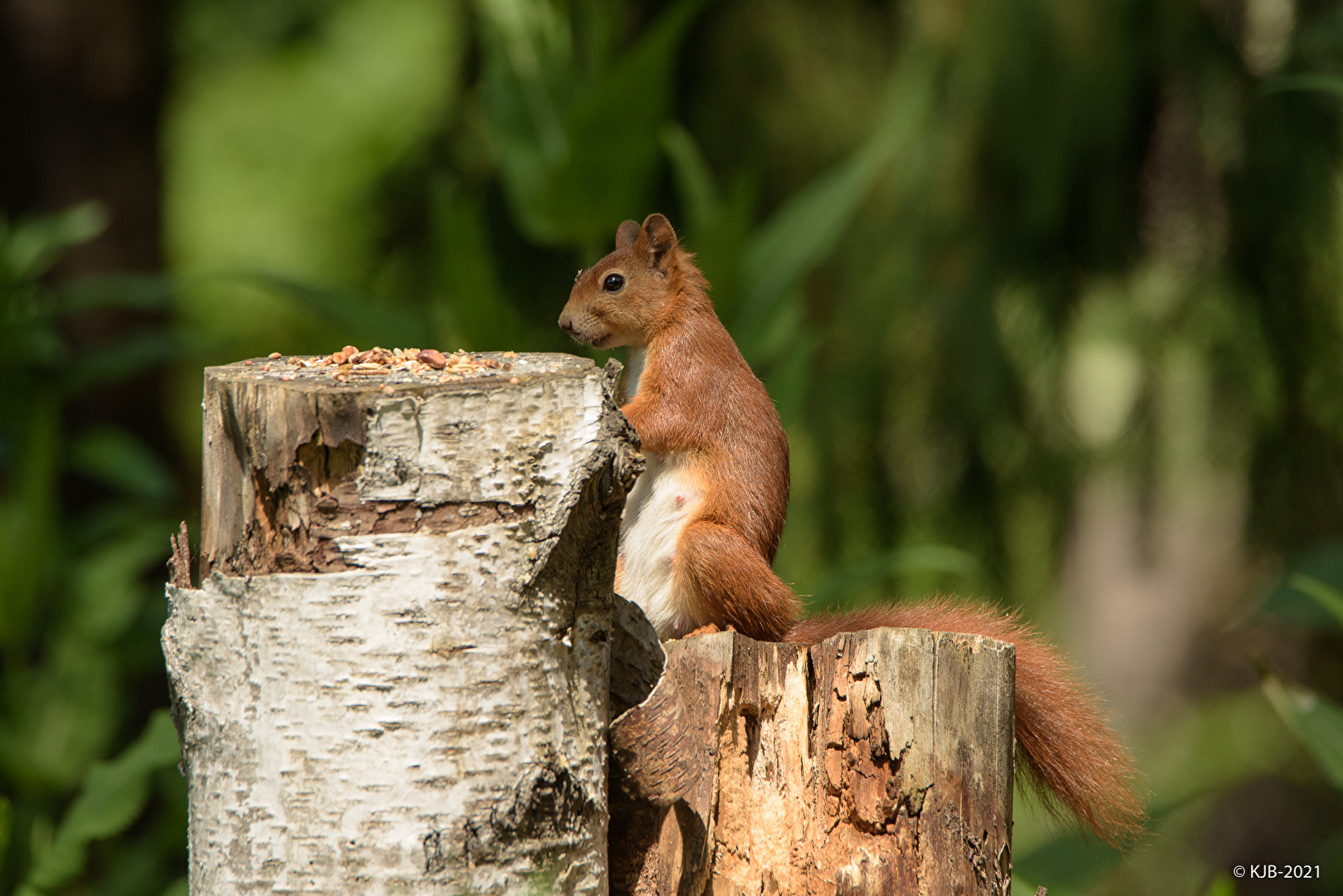 Nagetiere & Hasenartige