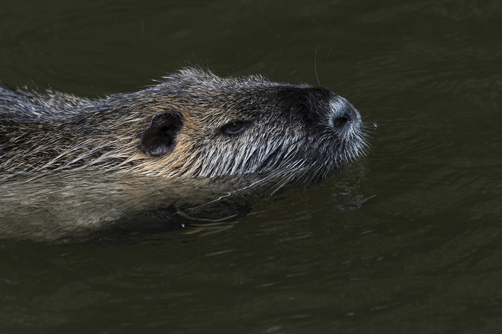 Nutria..