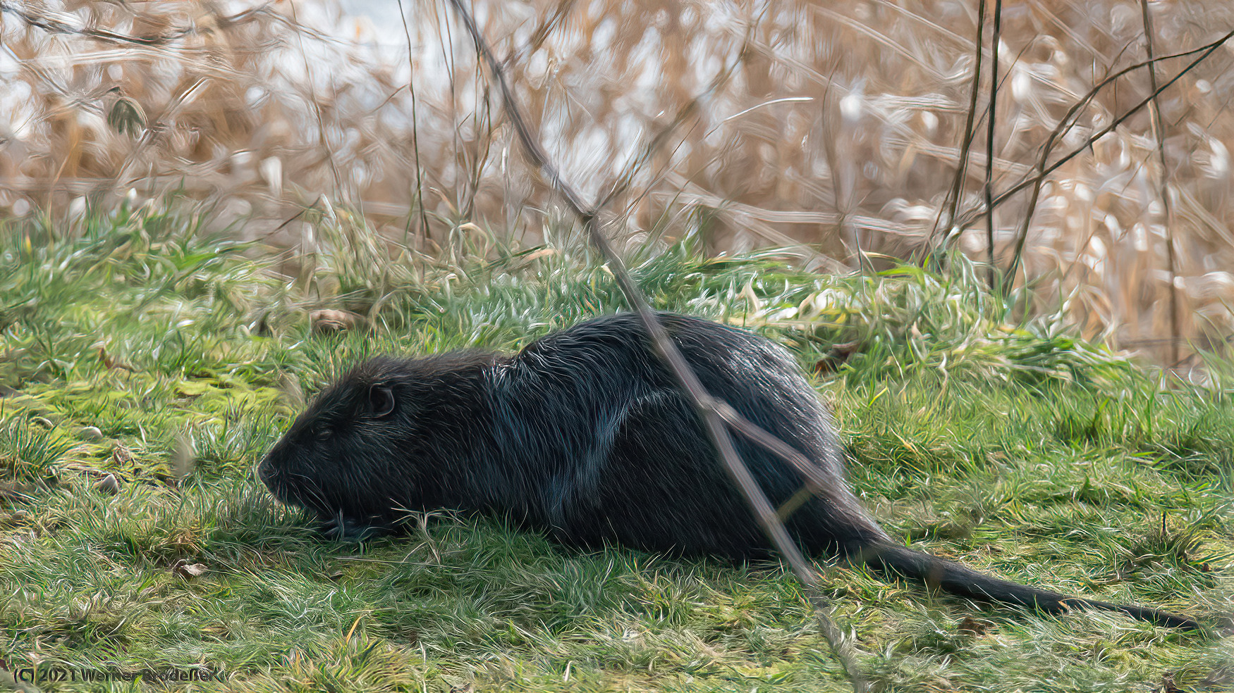 Nutria im Garten