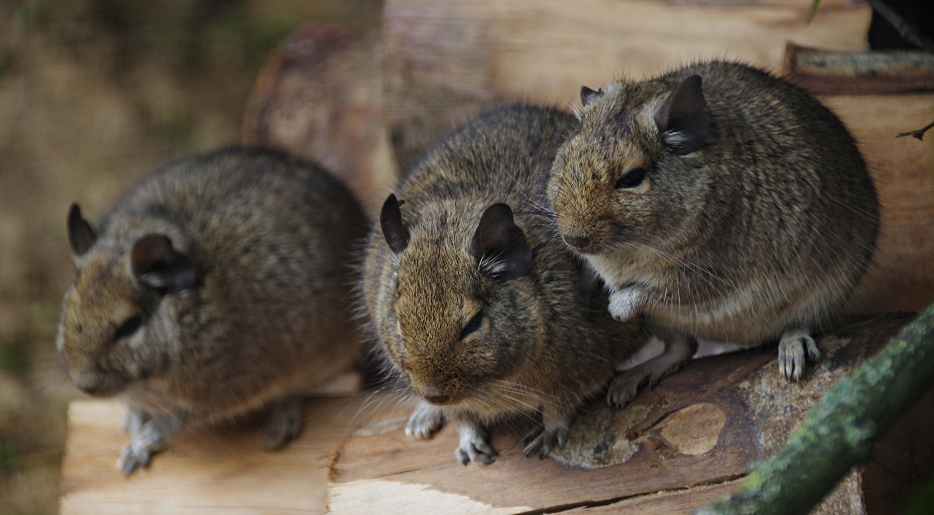 Degus im Aachener Tierpark