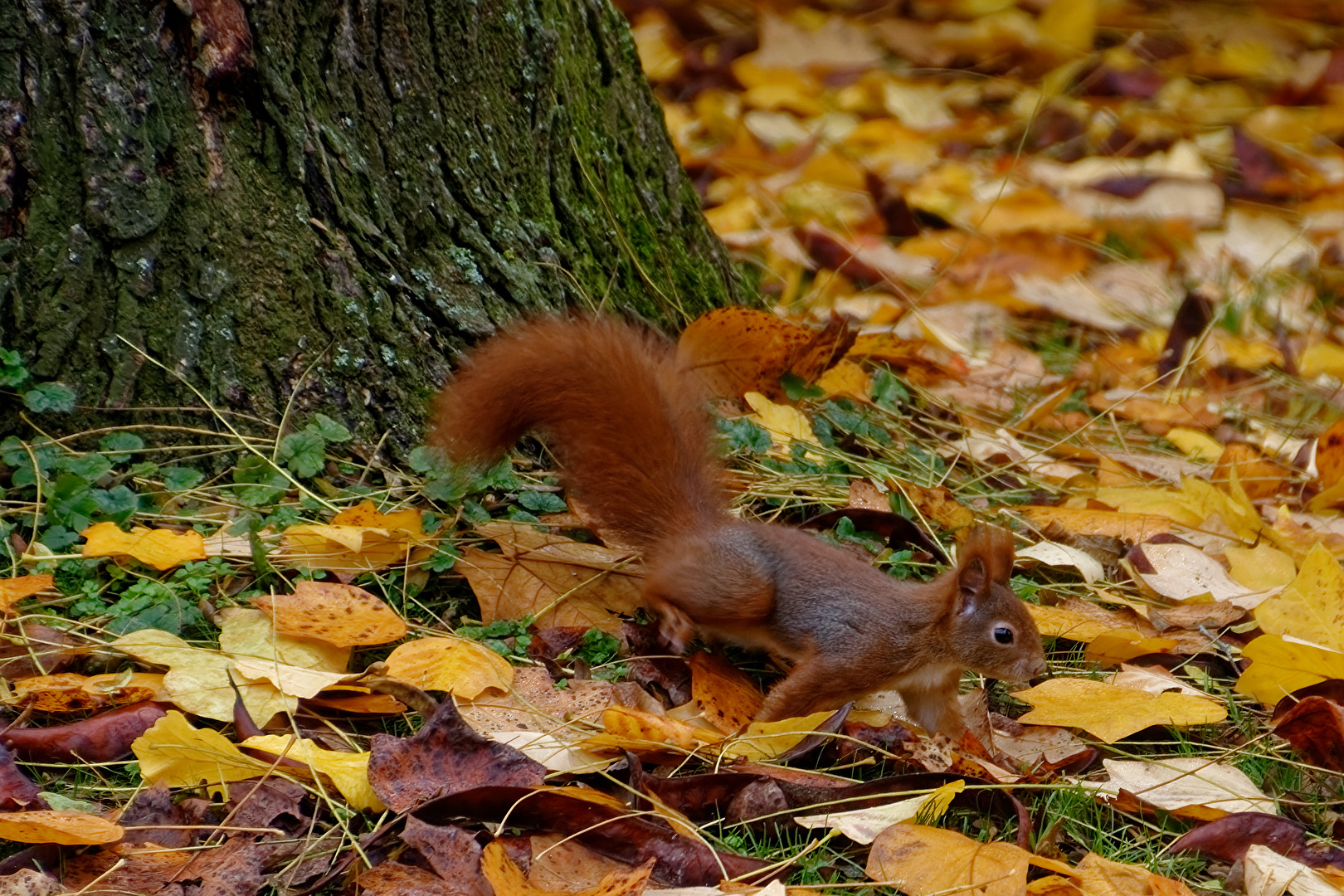 Eichhörnchen