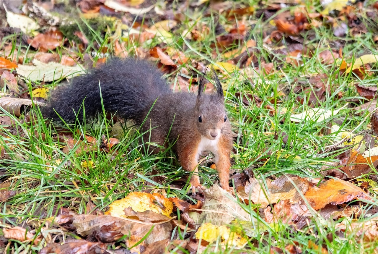 Nagetiere & Hasenartige