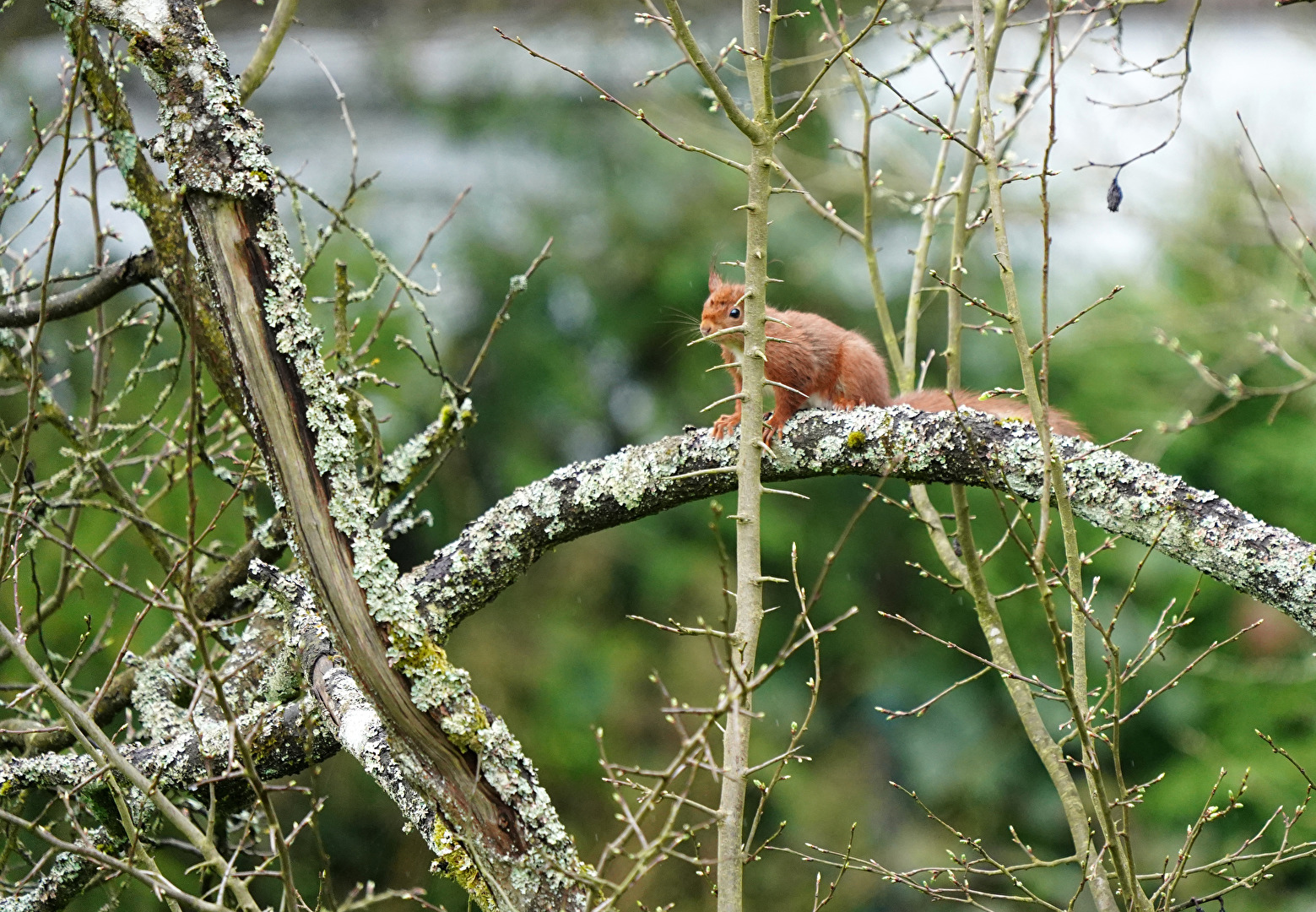 Nagetiere & Hasenartige