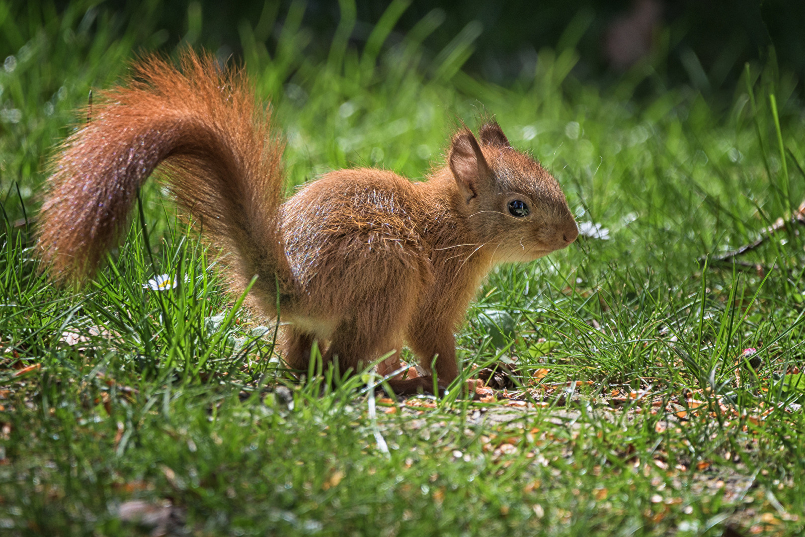 Eichhörnchen auf Erkundungstour