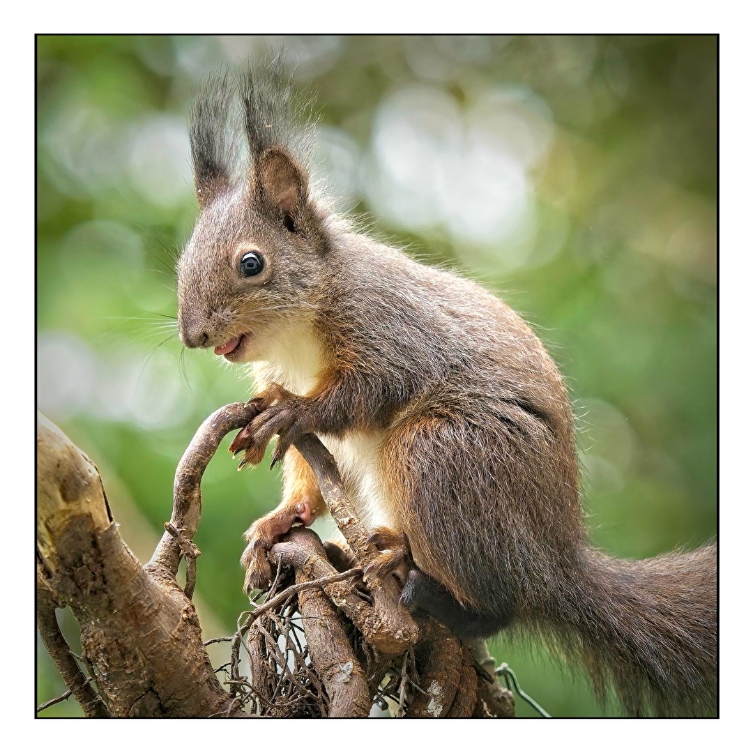 Mitnaschen am Vogelfutterbaum