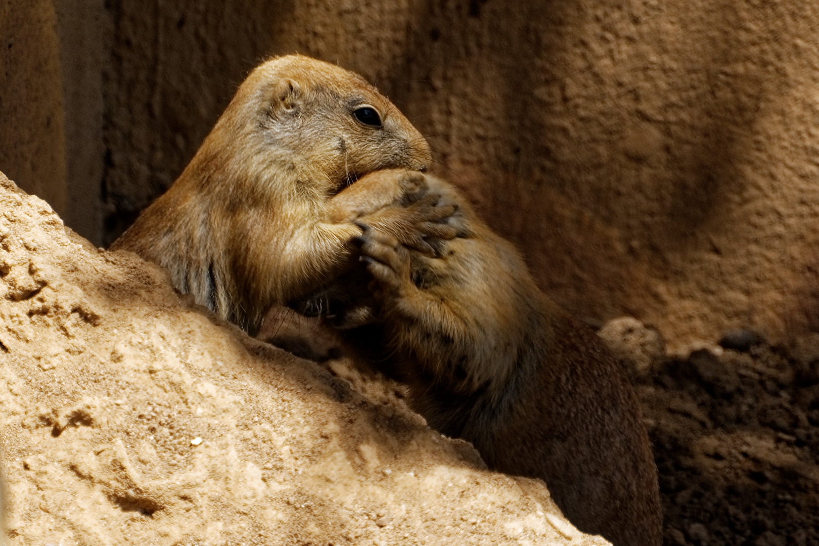 Präriehunde