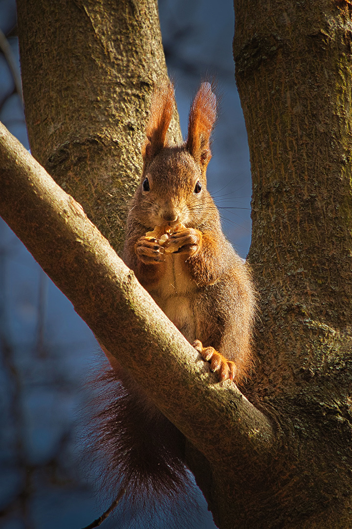 Eichkatzerl - Eichhörnchen