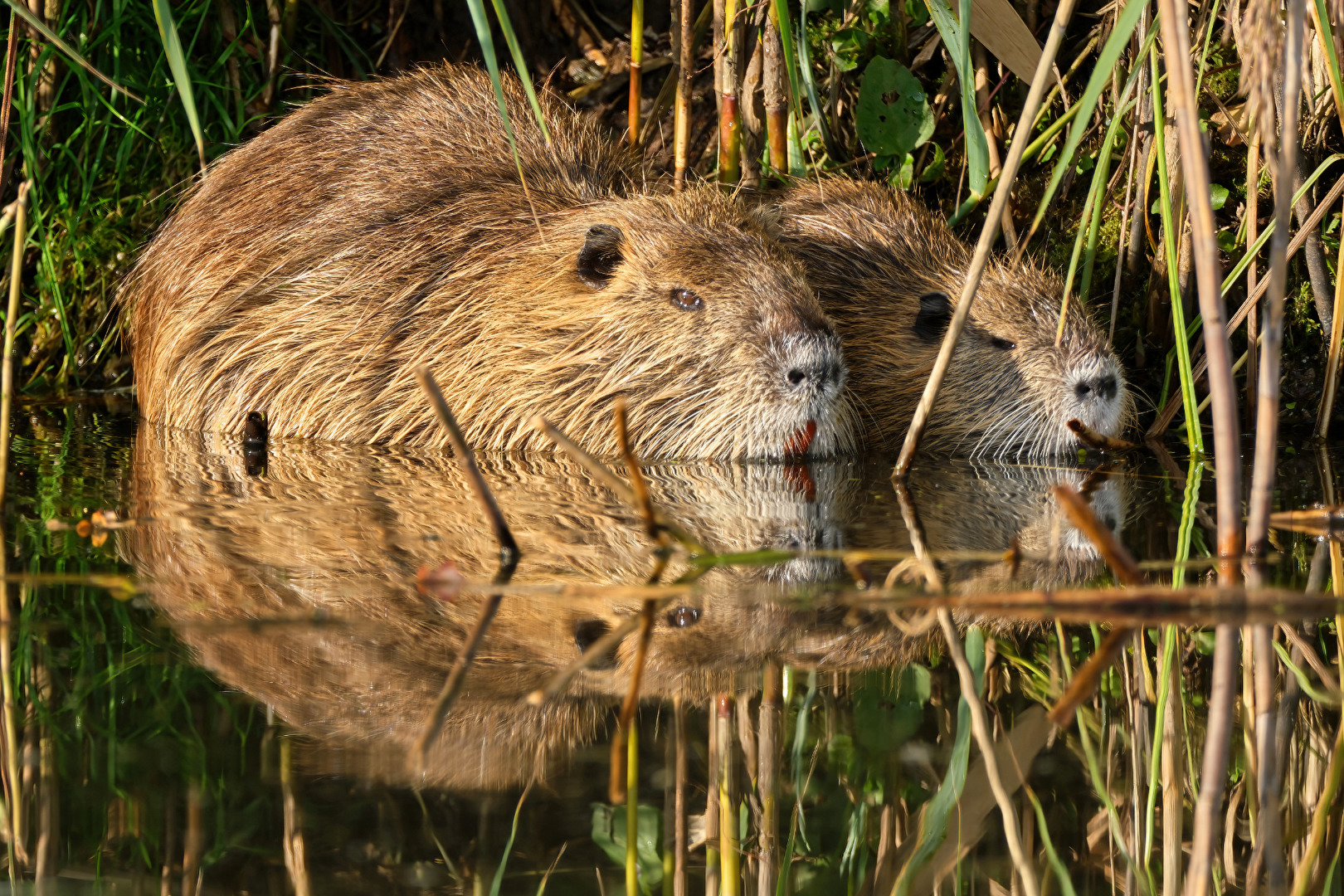 Nutria mit Nachwuchs