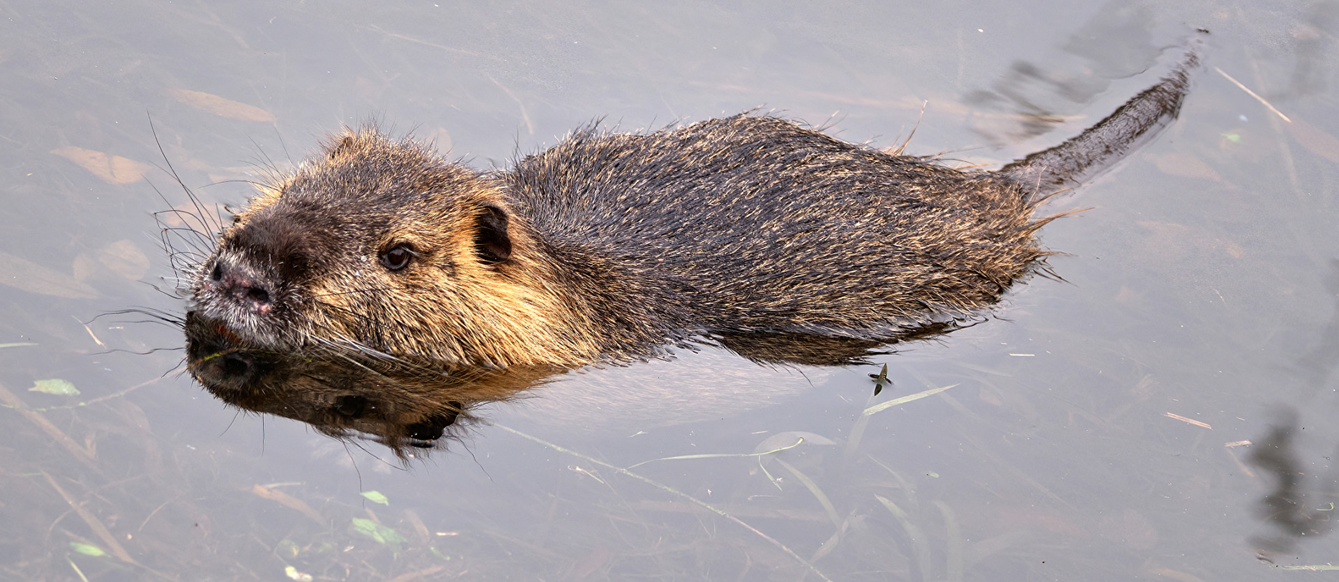 Nutria