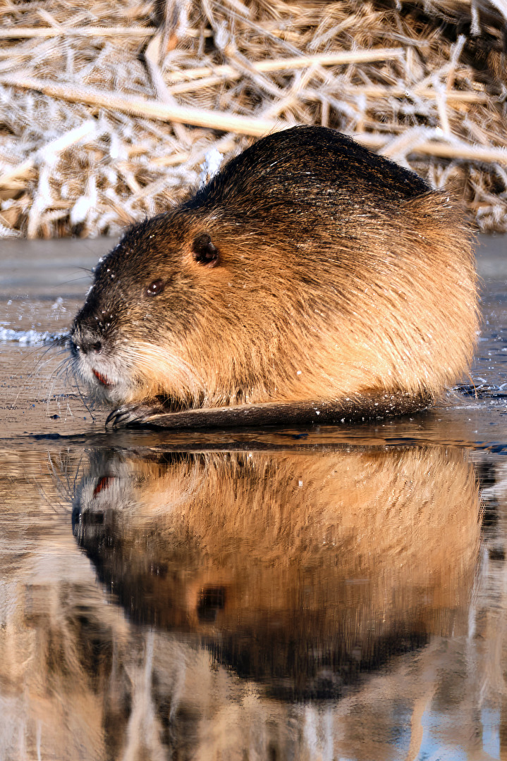 "Spiegelnutria"