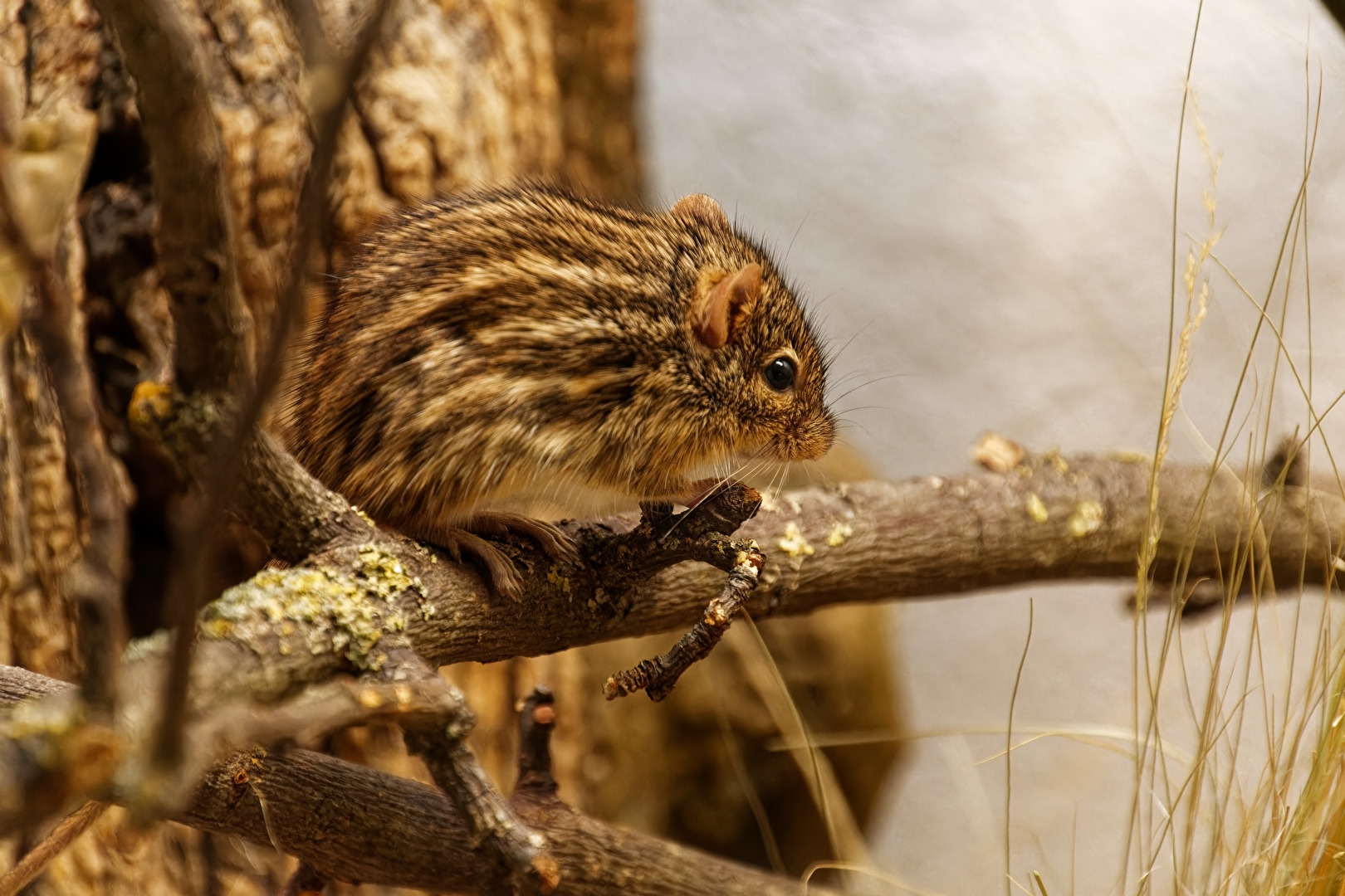 Sfreifenmaus